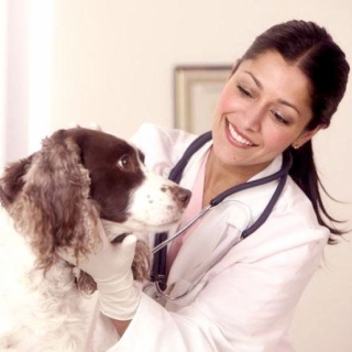 Petshop e Clínicas Veterinárias Petshop e Clínicas Veterinárias